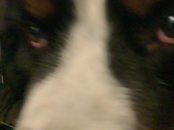 Blurry photo of extreme close up of dog’s face